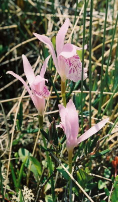 A. bulbosa, a pink-flowered group. Rocky Harbour Bog, Nfld. 7/11/07 jpg