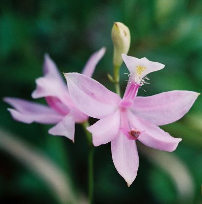 Calopogon tuberosus var. tuberosus, pink flower. Hazelton, PA 8/3/08 .jpg