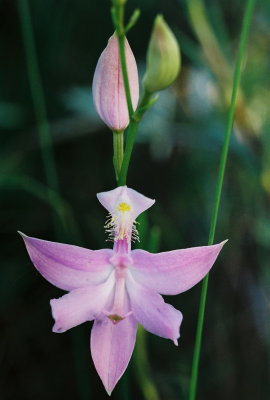 C. tuberosus, lilac-colored flower. Pictured Rocks Natl Lakeshore, MI 7/15/08 .jpg