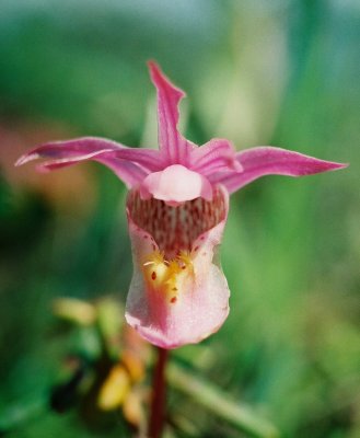 Calypso bulbosa var. americana forma rosea (eastern fairy-slipper) Burnt Cape Ecological Reserve, Nfld 7/14/07 .jpg