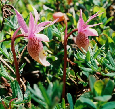 C. bulbosa var. americana, side view. Burnt Cape, Nfld 7/14/07 .jpg