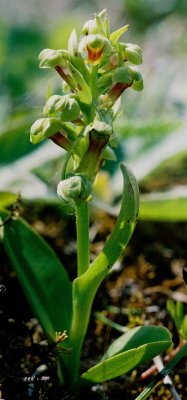 Coeloglossum viride var. viride (northern bracted green orchis). Only 3 tall!  Watts Point, Nfld  7/15/07 .jpg