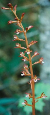 Corallorhiza maculata var. maculata (spotted coralroot) Pictured Rocks Natl Lakeshore, MI 7/16/08 .jpg