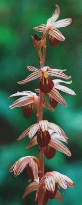 C. striata, lighter colored flowers. E. Braintree, MB 7/10/08 .jpg