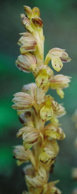 C. striata var. striata forma eburnea, yellow/white form. Near Comack, Nfld. 7/9/07 .jpg