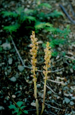 C. striata forma eburnea, habitat. Comack, Nfld  7/9/07 .jpg