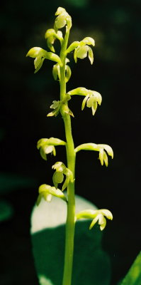 Corallorhiza trifida (early coralroot) Pic River Dunes, Ont. 7/3/08 .jpg