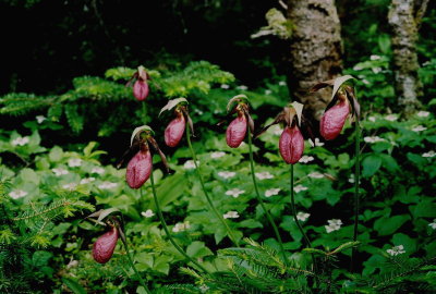 Cypripedium acaule (pink lady's-slipper) with Cornus canadensis (bunchberry) J.T. Cheeseman Provincial Park, NL 7/8/07 jpg