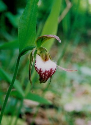 Cypripedium arietinum (rams-head lady's-slipper) Vermont. 6/1/08 .jpg