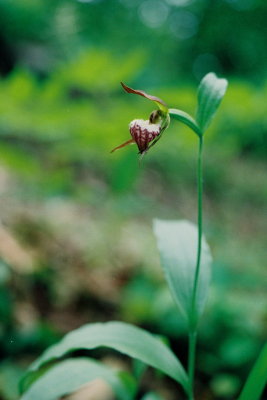 C. arietinum, whole plant, Vermont. 6/1/07 .jpg