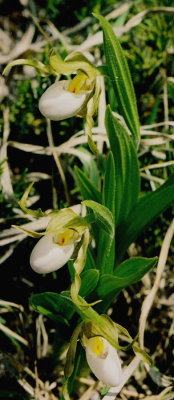Cypripedium candidum (small white lady's-slipper) Bergen Swamp Preserve, NY 5/28/07 .jpg