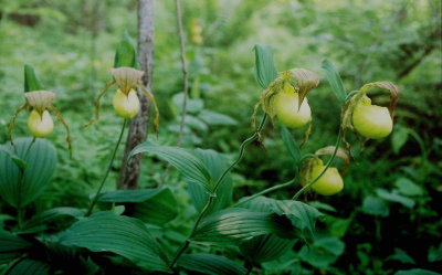 Cypripedium kentuckiense (Kentucky lady's-slipper) deep in the swamp. VA 5/25/08 .jpg