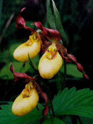 Cypripedium parviflorum var. makasin (northern small yellow lady's-slipper) portrait. East Braintree, MB 7/10/08 .jpg