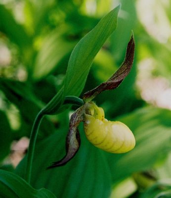 Cypripedium parviflorum var. parviflorum (small southern yellow lady's-slipper) VA 5/24/08 .jpg