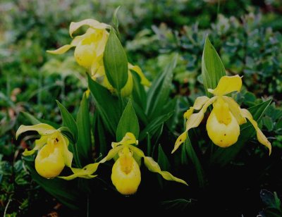 C. pubescens 'planipetalum' golden yellow flowers. Port-aux-Choix, NL 7/13/07 .jpg