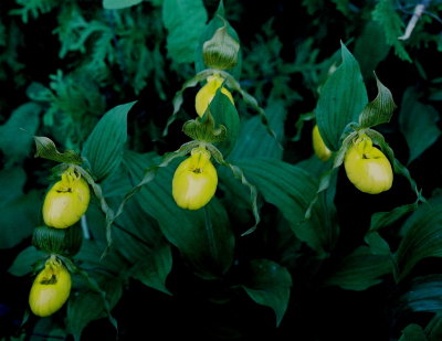 C. parviflorum var. pubescens, with greenish-gold sepals and petals, within the city limits of Tobermory, Ont 7/30/08 .jpg