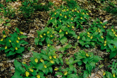 Lady's-slipper heaven. VT 6/1/07 .jpg