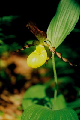 C. parviflorum var. pubescens, a shaft of sunlight pierces the forest canopy, illuminating the orchid. VT 6/1/07 .jpg