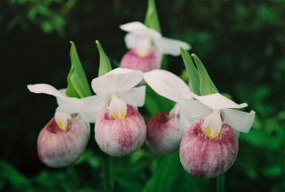 Cypripedium reginae (showy lady's-slipper) Lomond River Trail, Gros Morne Nat'l Park, NL 7/10/07 .jpg