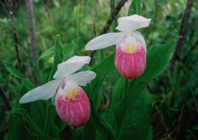 C. reginae, after the rain. Woodridge,MB 7/11/08 .jpg