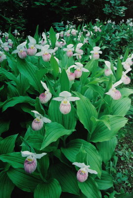 C. reginae. Oodles of orchids! Bruce Penninsula, Ont 6/30/08 .jpg