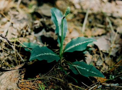 Goodyera oblongifolia in bud. Bruce Penninsula Nat'l Park, Ont  6/30/08