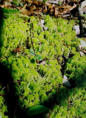 L. australis growing in sphagnum.
