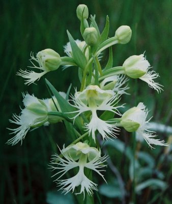 Platanthera praeclara (western prairie fringed orchis) Tall Grass Prairie Preserve, Stuartburn, MB  7/12/08