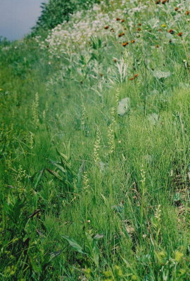 P. aquilonis, roadside habitat near Rocky Harbour, Nfld  7/12/07