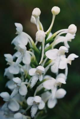 Platanthera blephariglottis var. blephariglottis (northern white fringed orchis)  Hazelton, PA  8/30/08