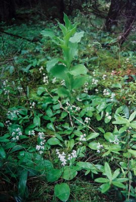 C. reginae. The Queen holds court, surrounded by her loyal Amerorchis subjects. Woodridge, MB 7/11/08