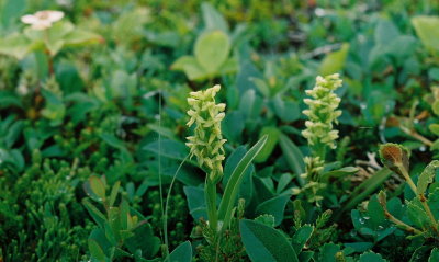 P. aquilonis, dwarf plants in the heath. Table Point Ecological Reserve, Nfld  7/13/07