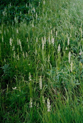 Massive roadside stand of P. dilatata. Great Northern Peninsula, Nfld 7/13/07