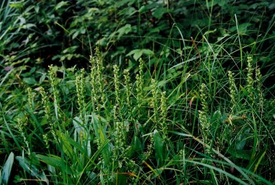 Platanthera flava var. herbiola (northern tubercled orchis) Cranberry Glades Botanical Area, West Virginia 7/20/08