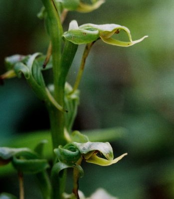 Platanthera hookeri (Hooker's orchis) past-prime blossoms. East of Conway, MB 7/8/08