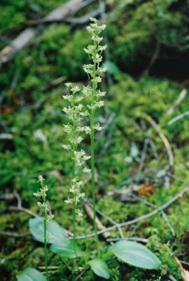 Platanthera obtusata subsp. obtusata (blunt-leafed rein orchis) Gros Morne Trail, Nfld 7/17/07