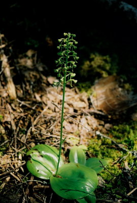 Platanthera macrophylla (Goldie's pad-leaved orchis) in bud. Gros Morne Trail, Nfld 7/17/07