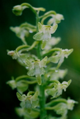 Platanthera orbiculata forma lehorsii (pad-leaved orchis, dwarfed form) J.T. Cheeseman P. Park, Nfld 7/18/07