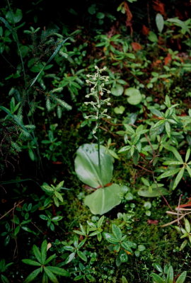 P. orbiculata in bud (the story of my life) Woodridge Bog, MB 7/10/08