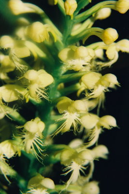 P. pallida, close-up. Napeague, NY 8/3/07