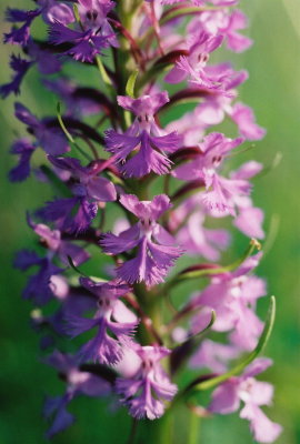 Platanthera psycodes (small purple fringed orchis) Cordroy Valley, Nfld 7/17/07