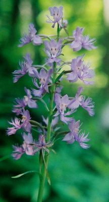 P. shriveri. Hwy 55, WVA 7/20/08