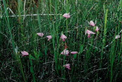 Pogonia ophioglossoides, group. East of Conway, Manitoba  7/8/08