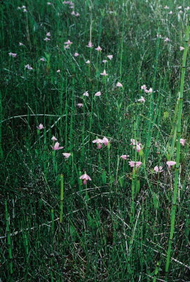 P. ophioglossoides, habitat. East of Conway, MB  7/8/08