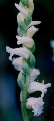 Spiranthes cernua (nodding ladies'-tresses)  Colebrook, NH 9/2/07