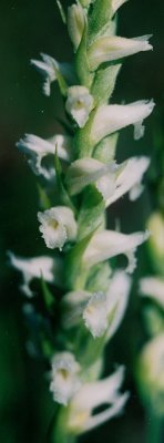 Spiranthes ochroleuca (yellow ladies'-tresses) Ossipee, NH  9/2/07