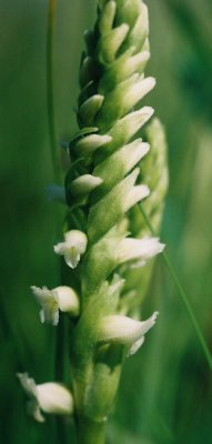 Spiranthes romanzoffiana (hooded ladies'-tresses) close-up. Cordroy Valley, NL  7/19/07