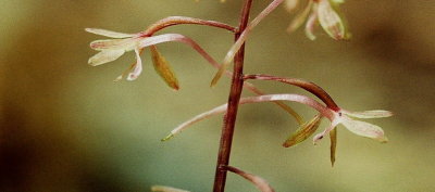 T. discolor, reddish blossoms. Moore's Woods, Greenport, NY  8/3/08