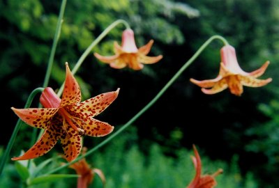 Lilium canadense, Monongahela Nat'l Forest, WVA 7/20/08