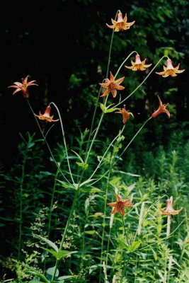 L. canadense, entire plant. Monongahela Nat'l Forest, WVA 7/20/08